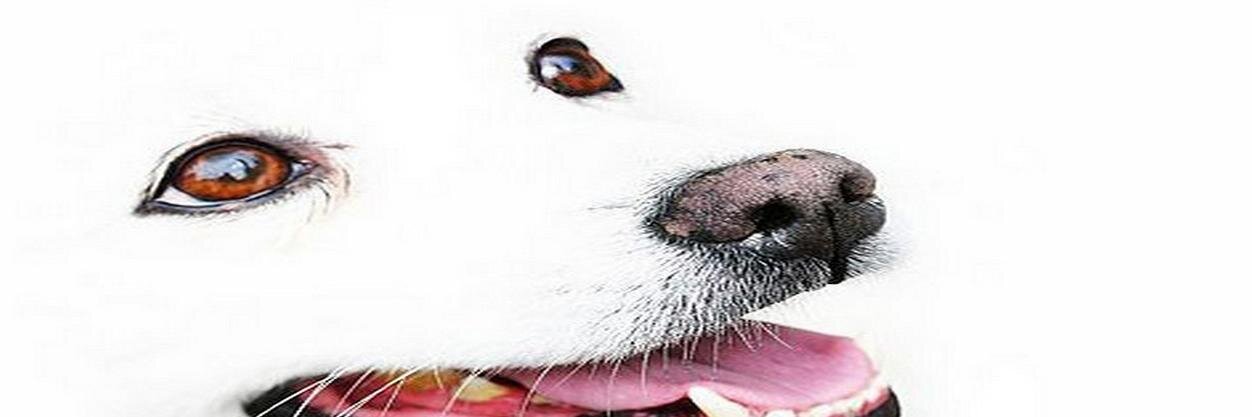 nybartkehap's profile banner image