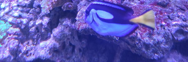 dicky02168 Profile Banner