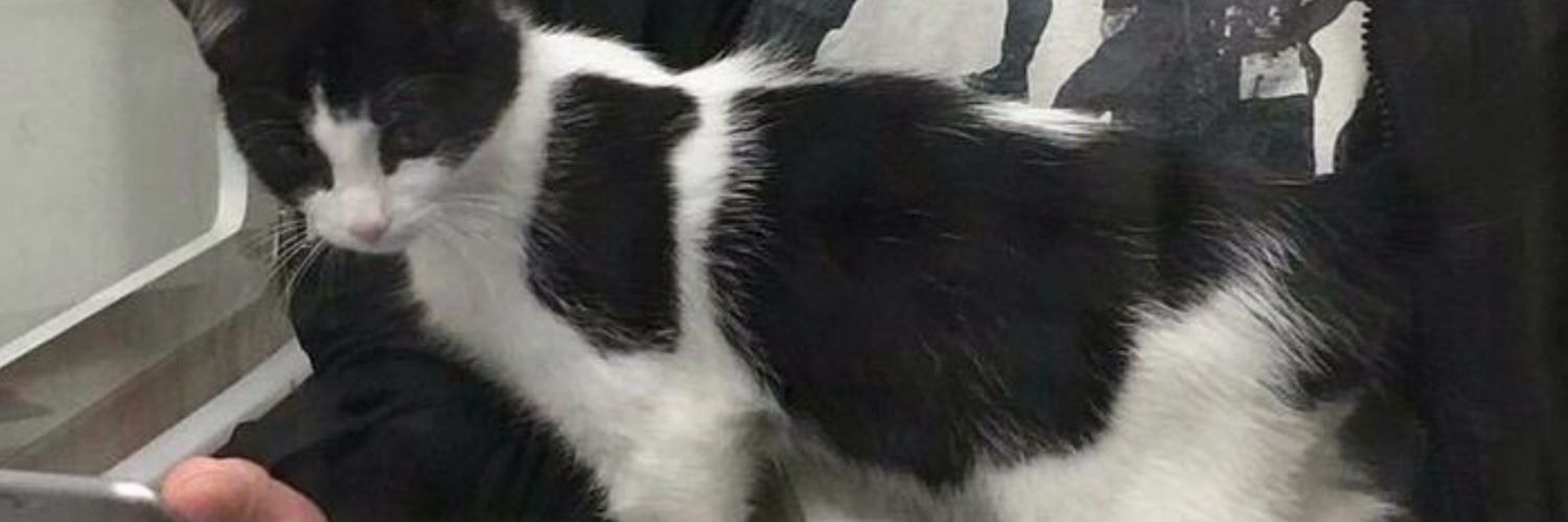 natuub_'s profile banner image