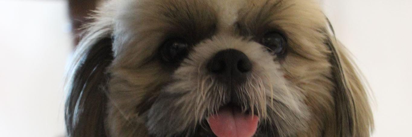 barking_bubbles's profile banner image