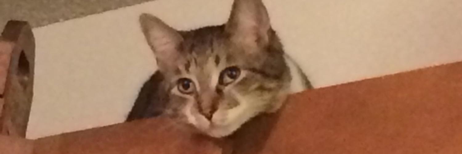 peer_denise's profile banner image