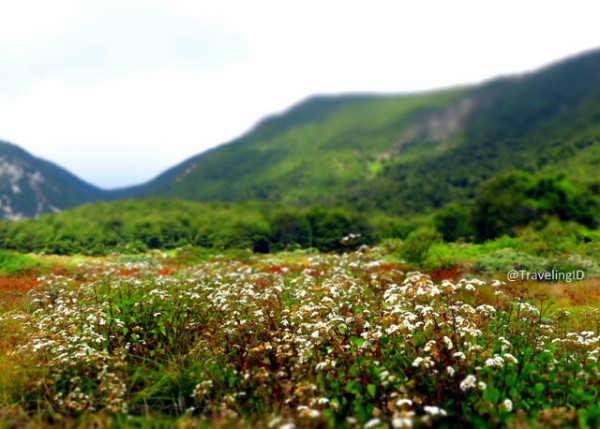tarriechamomile's profile banner image