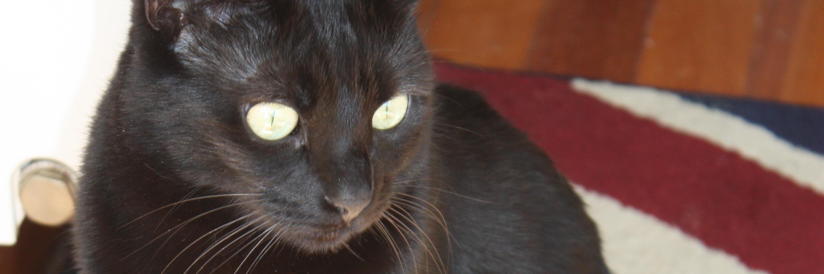 MaddyDidi's profile banner image