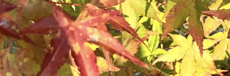 TrltrX's profile banner image