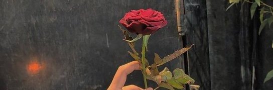 şiir ve gül banner