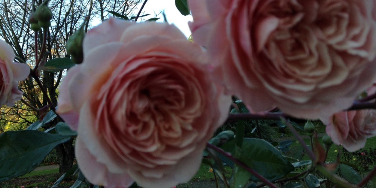 _Mama_H's profile banner image