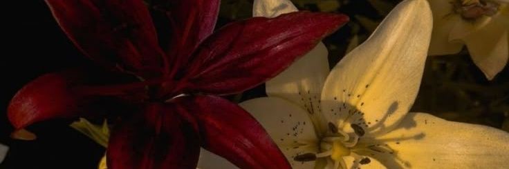 faifry's profile banner image