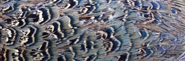 DrewWham Profile Banner