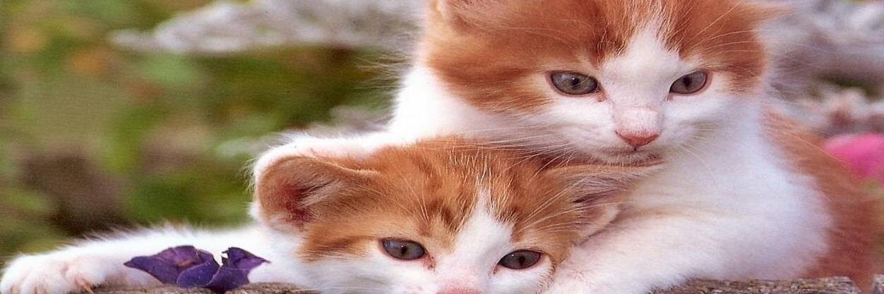 teokacilat's profile banner image