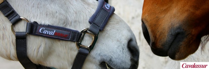 Cavalassur banner