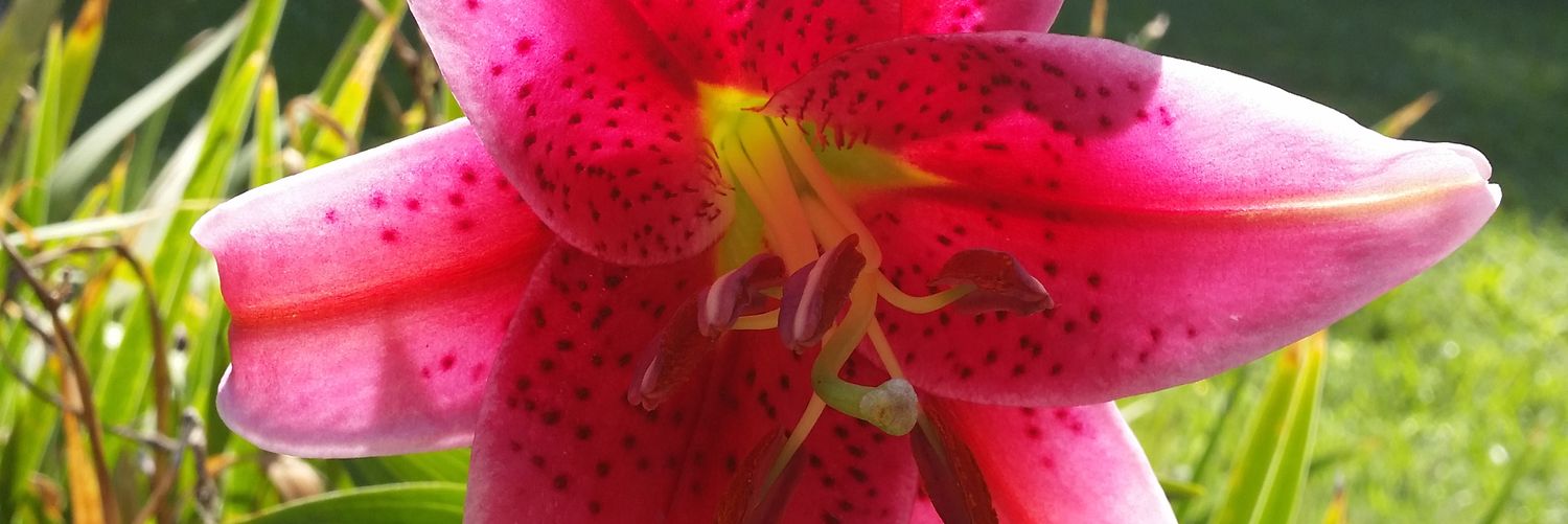 corrinecturner's profile banner image