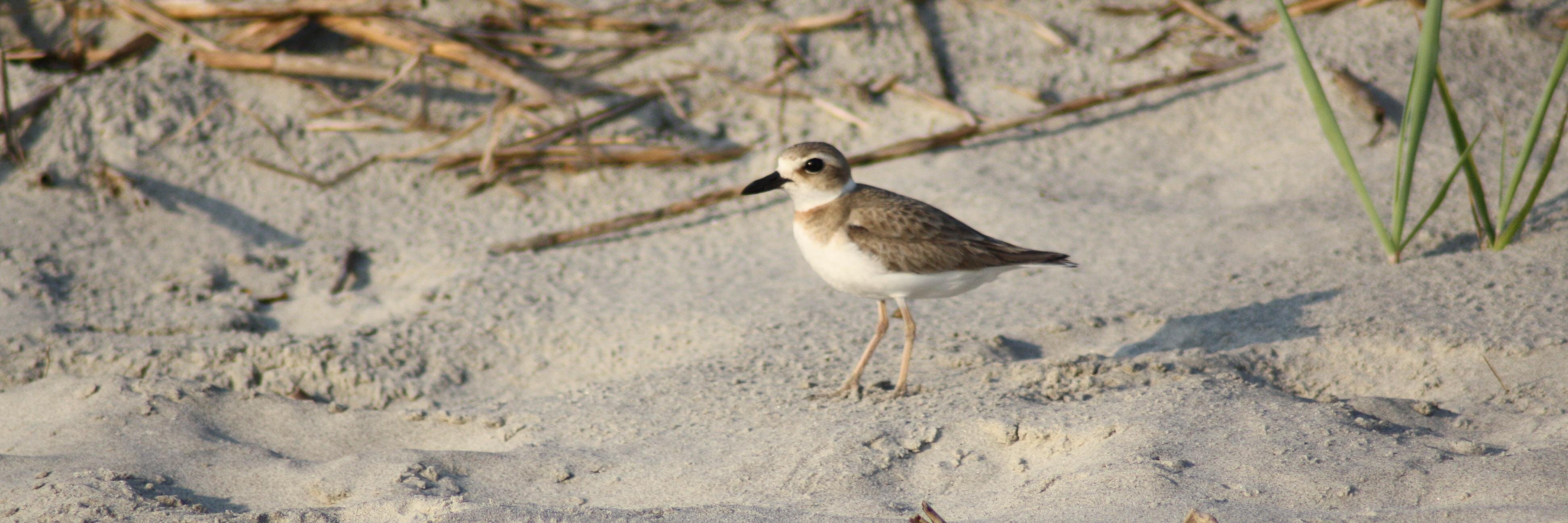 SCShorebirdProj's profile banner image
