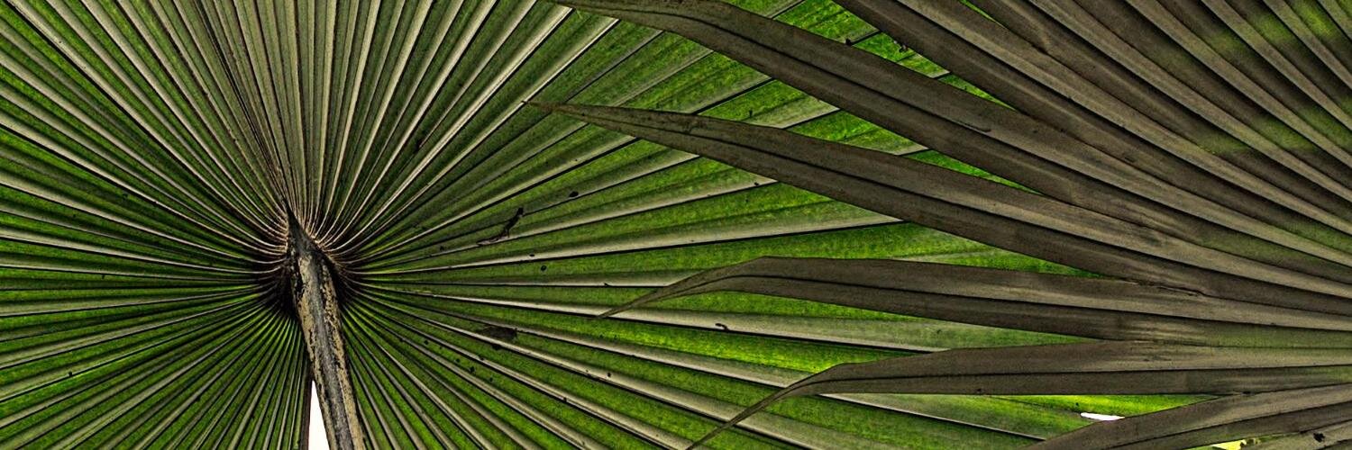 FerminaZepeda's profile banner image