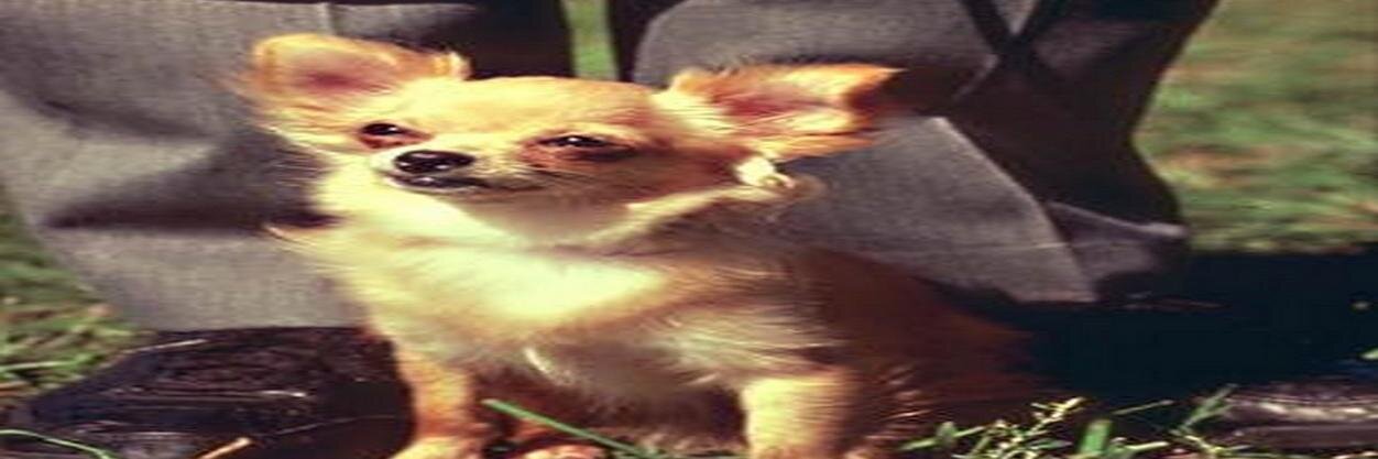 chantgaselfran's profile banner image
