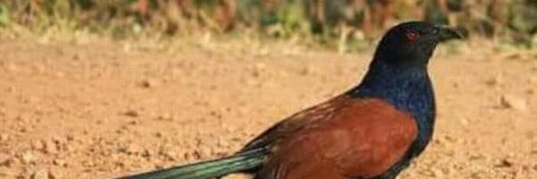 akhapali's profile banner image