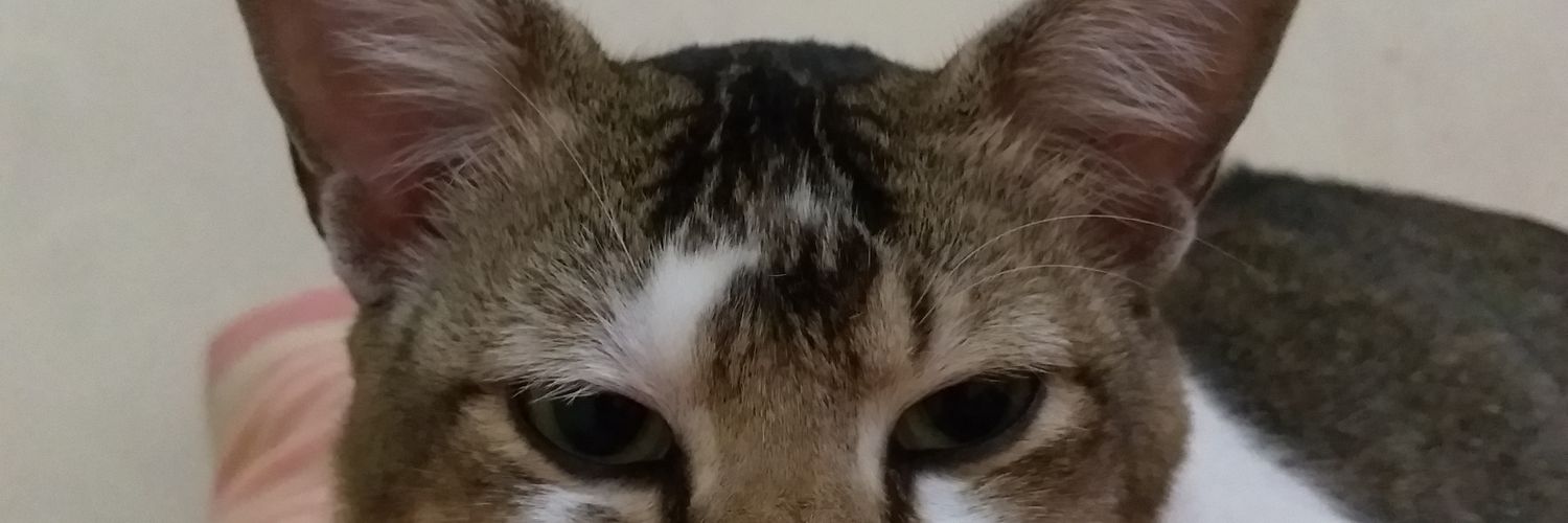 enay banner