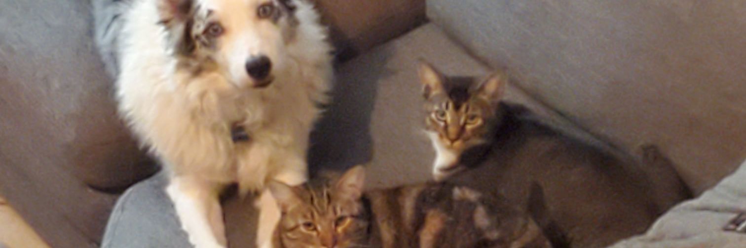 doofusmcdooface's profile banner image