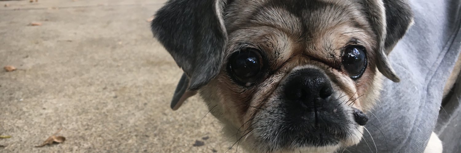 νιcτΦrια e. αlιzΦ banner