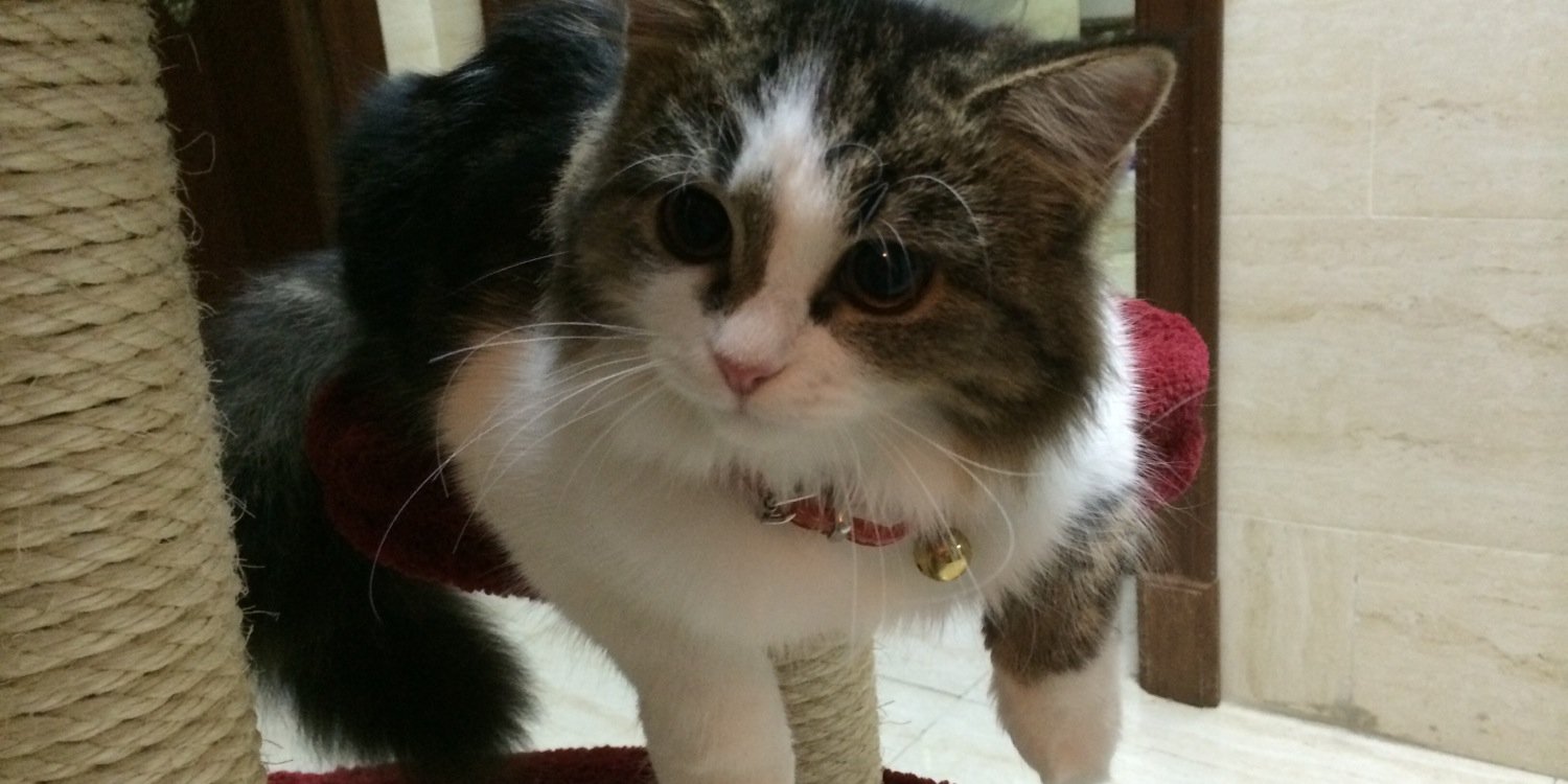 Toffe The Cat banner