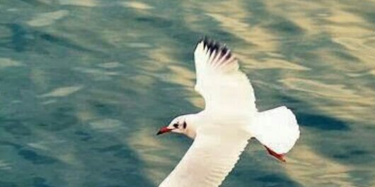 أبو خليفه يوسف الحجي banner