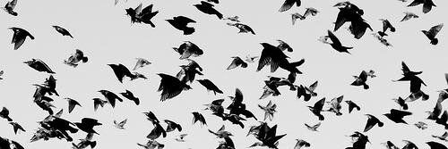 Crow_Calls's profile banner image