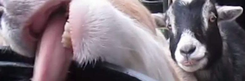 Dean. 🇬🇧 banner