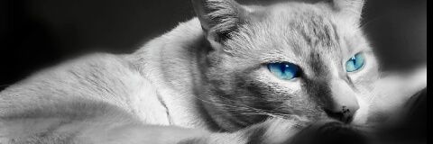 Dani4Realthc's profile banner image