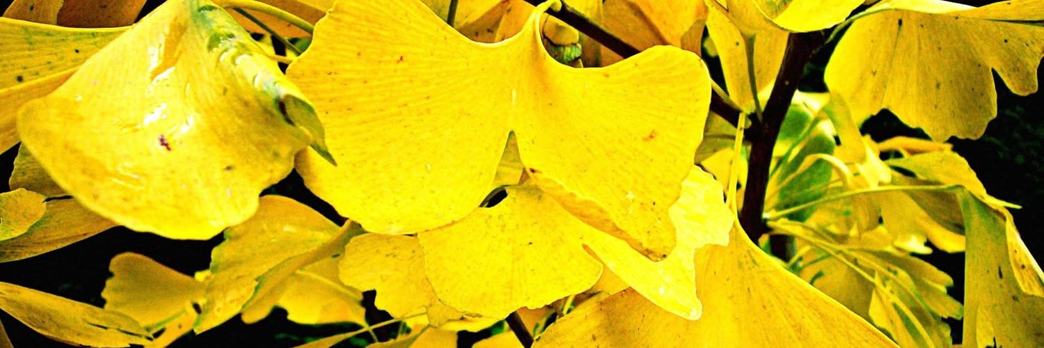 soycelta_112's profile banner image
