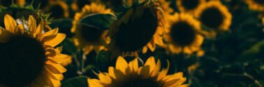__sunshineeee's profile banner image