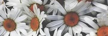 petraamoussa's profile banner image