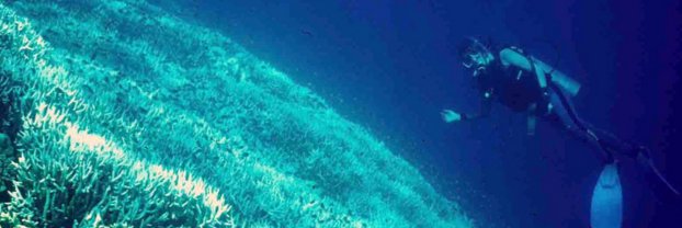 MerMaid57791254's profile banner image