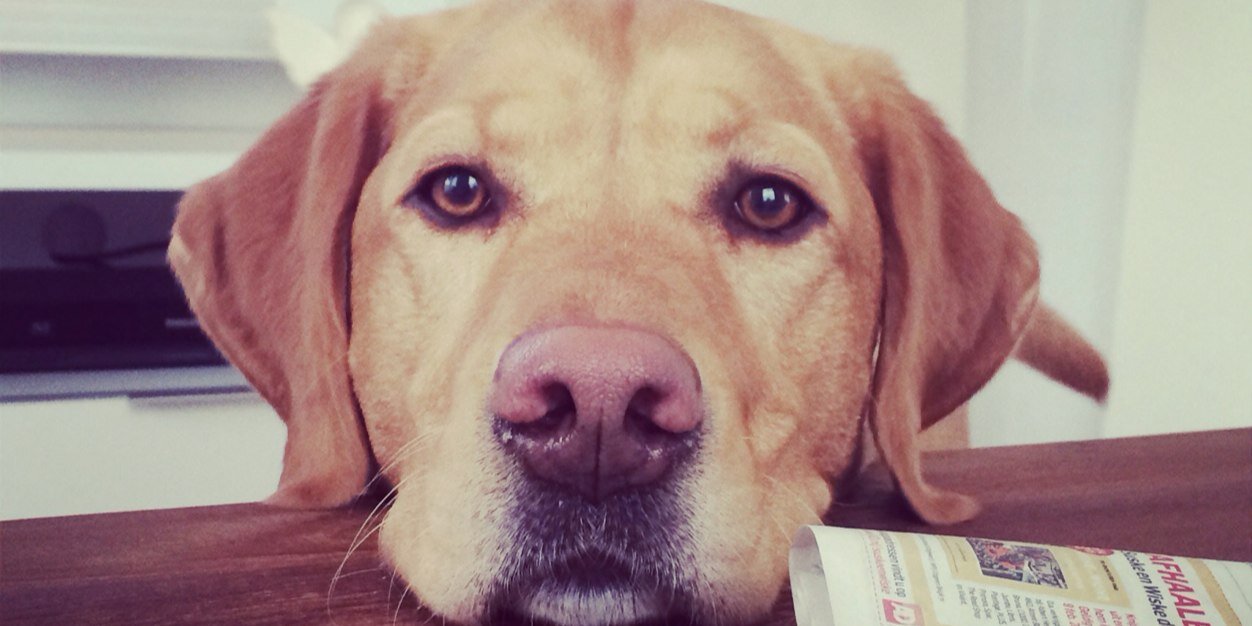 Ellen van der Stelt banner