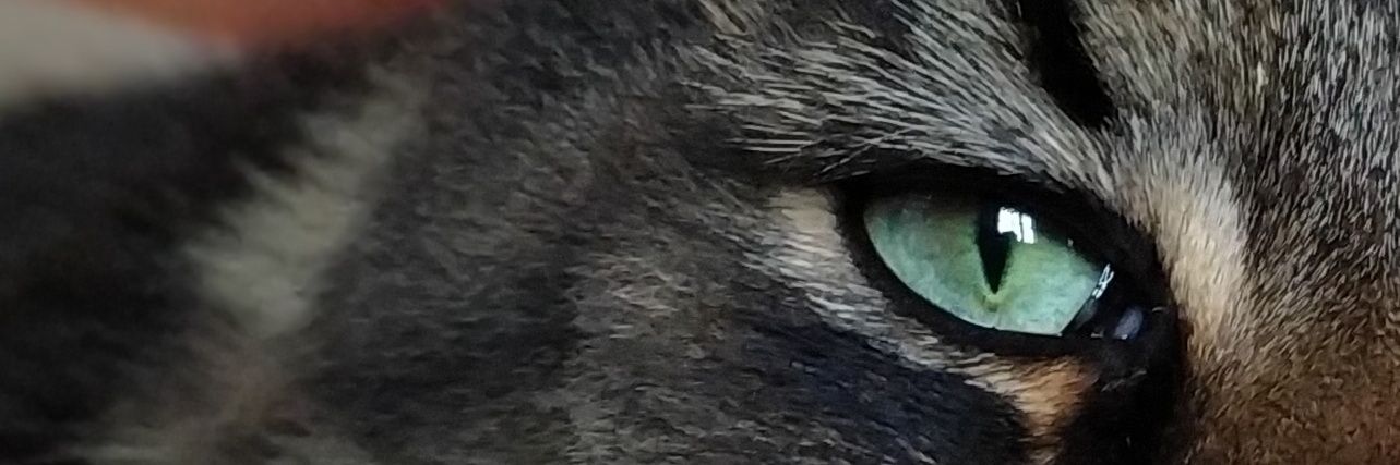 Pohoca's profile banner image