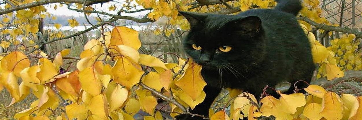 otticourtfran's profile banner image