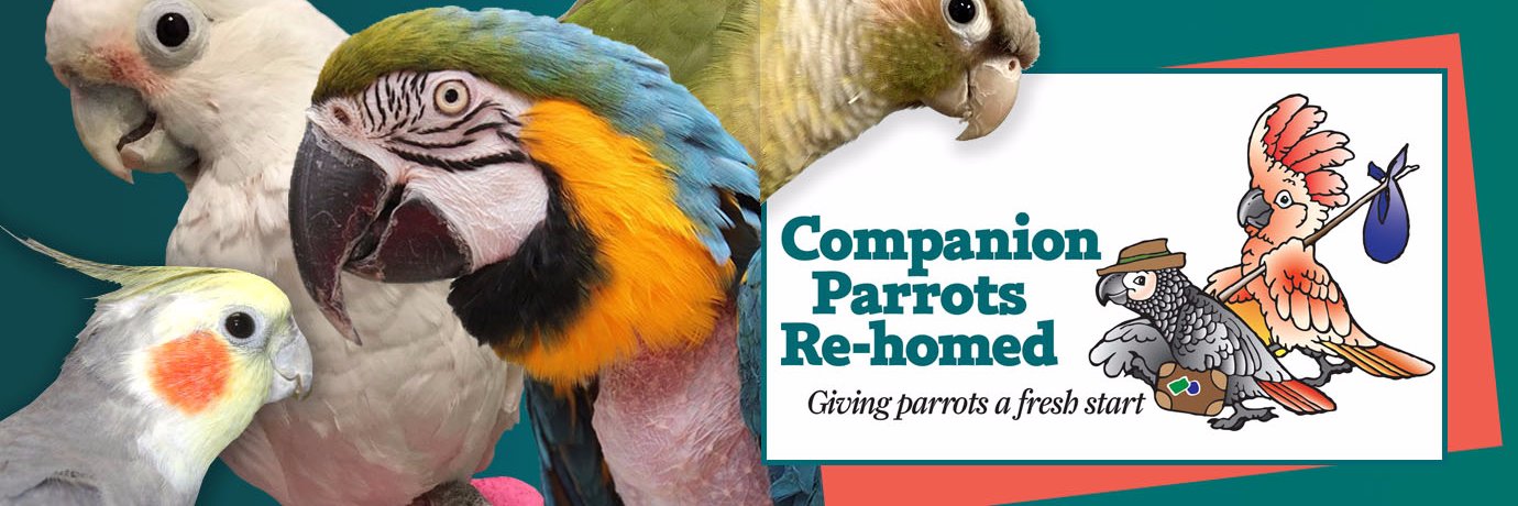 CPRHparrots's profile banner image