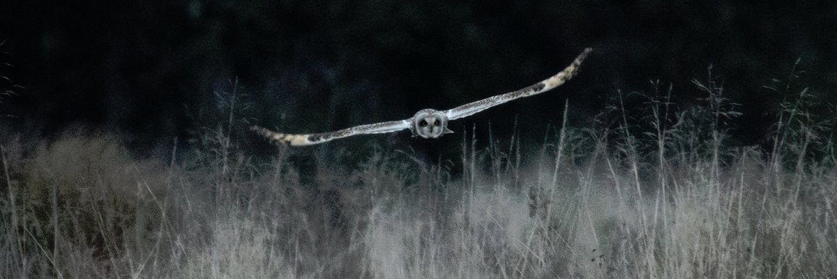 SheldrakeRich's profile banner image