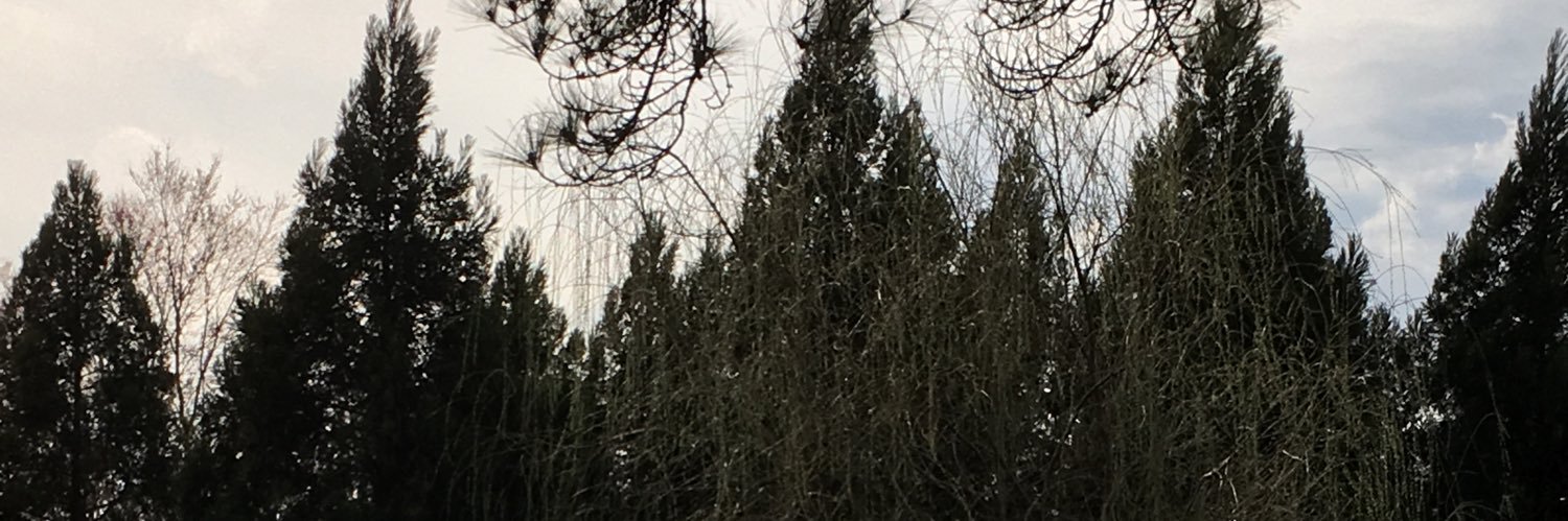 miciahreigh's profile banner image
