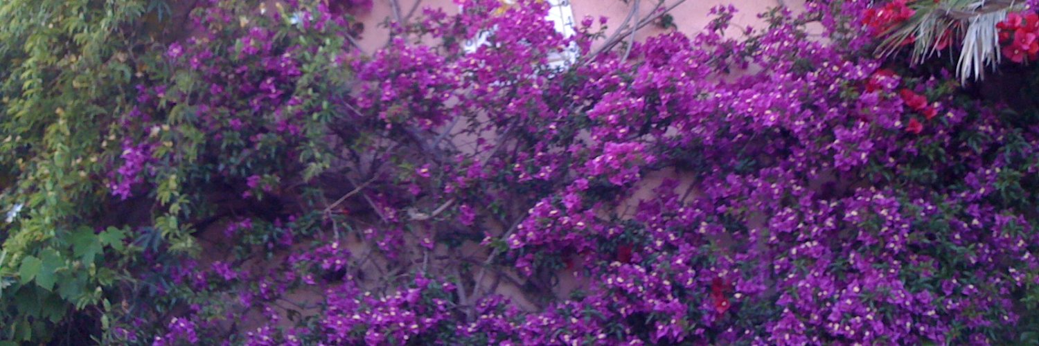 sillamichele's profile banner image