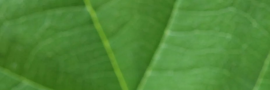 ME_Sarv's profile banner image
