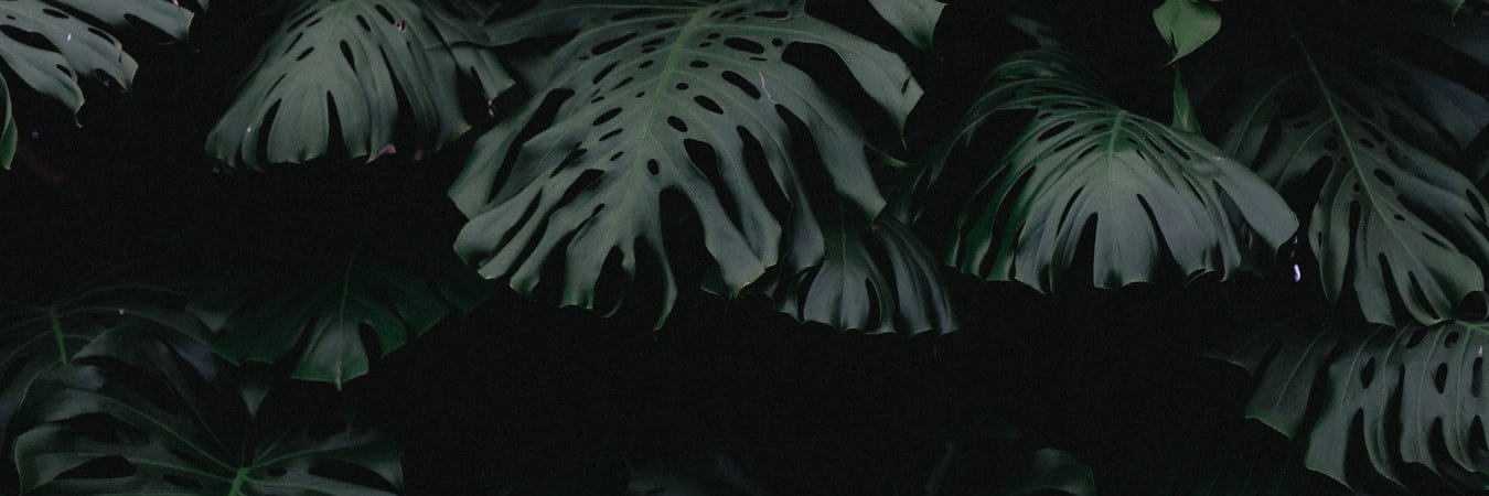 Charmawy's profile banner image