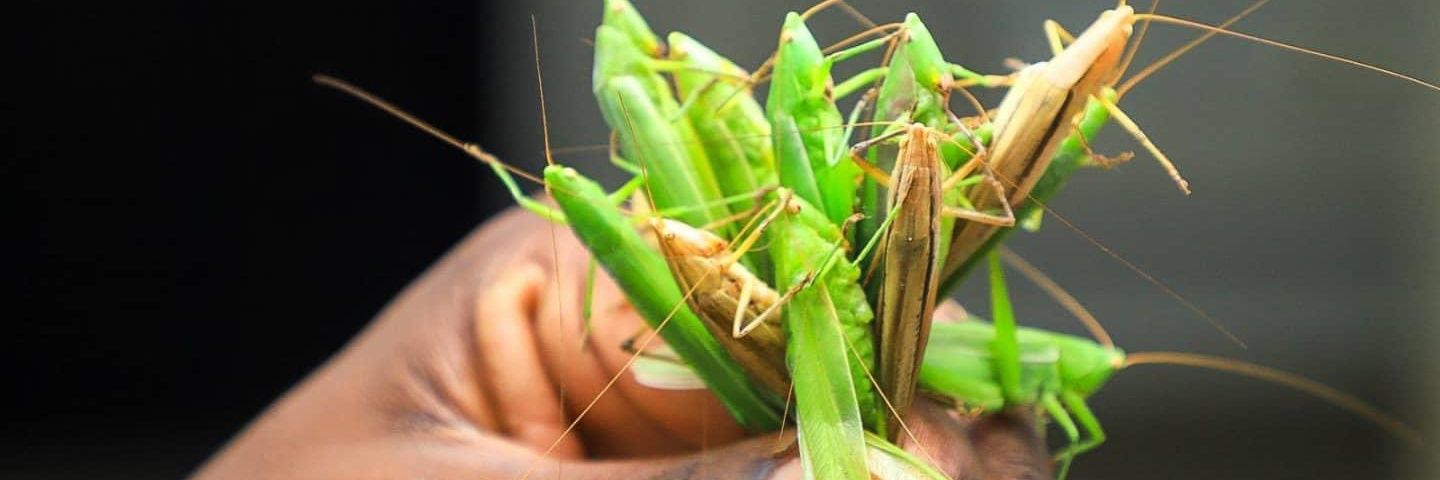 Jedidenis's profile banner image