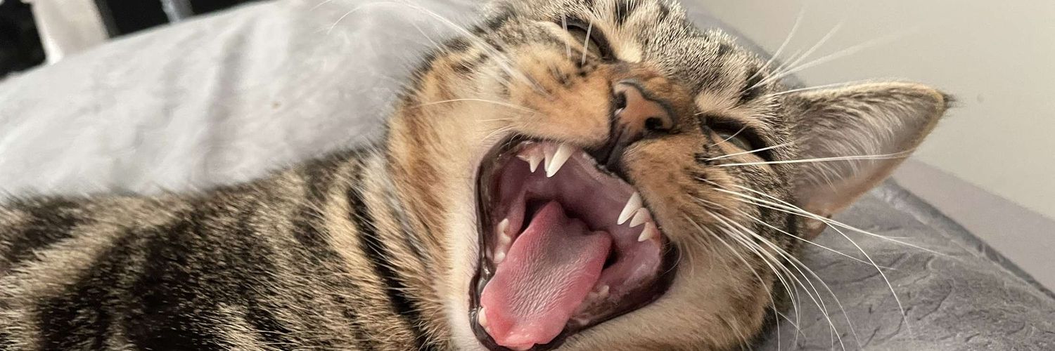 MeganAmberTee's profile banner image
