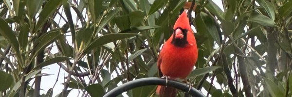 ToriDi Profile Banner