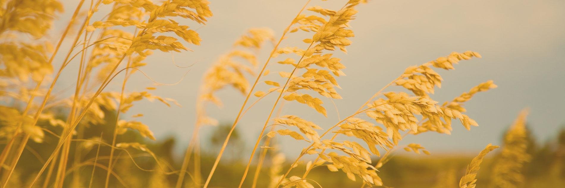 Rye Development banner