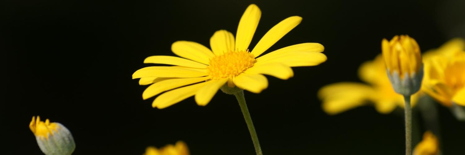 jijo_david's profile banner image