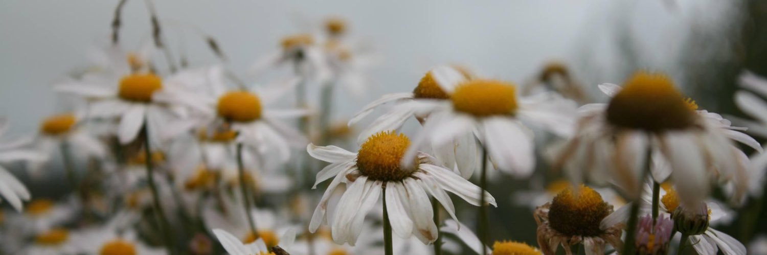 Solongokh8's profile banner image