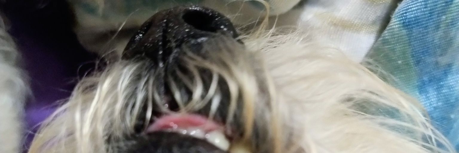 dlecstas's profile banner image