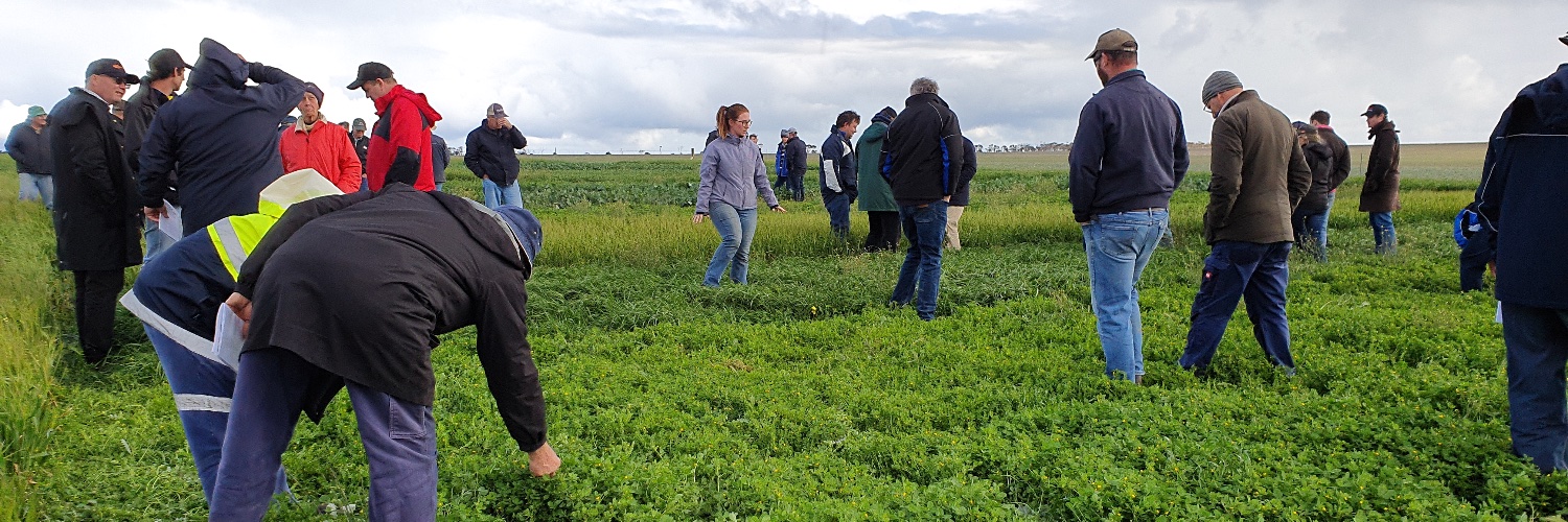 ASHEEP & BEEF banner