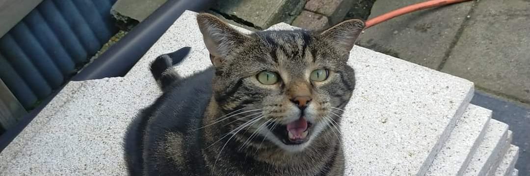 Muad'dib Fella. #NAFO. Houtman. S.🇺🇦🇬🇪🇳🇱 banner