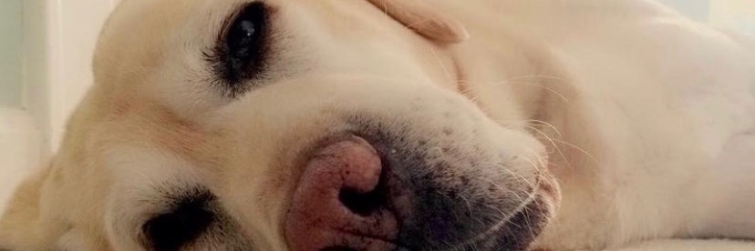 lex_loulou's profile banner image